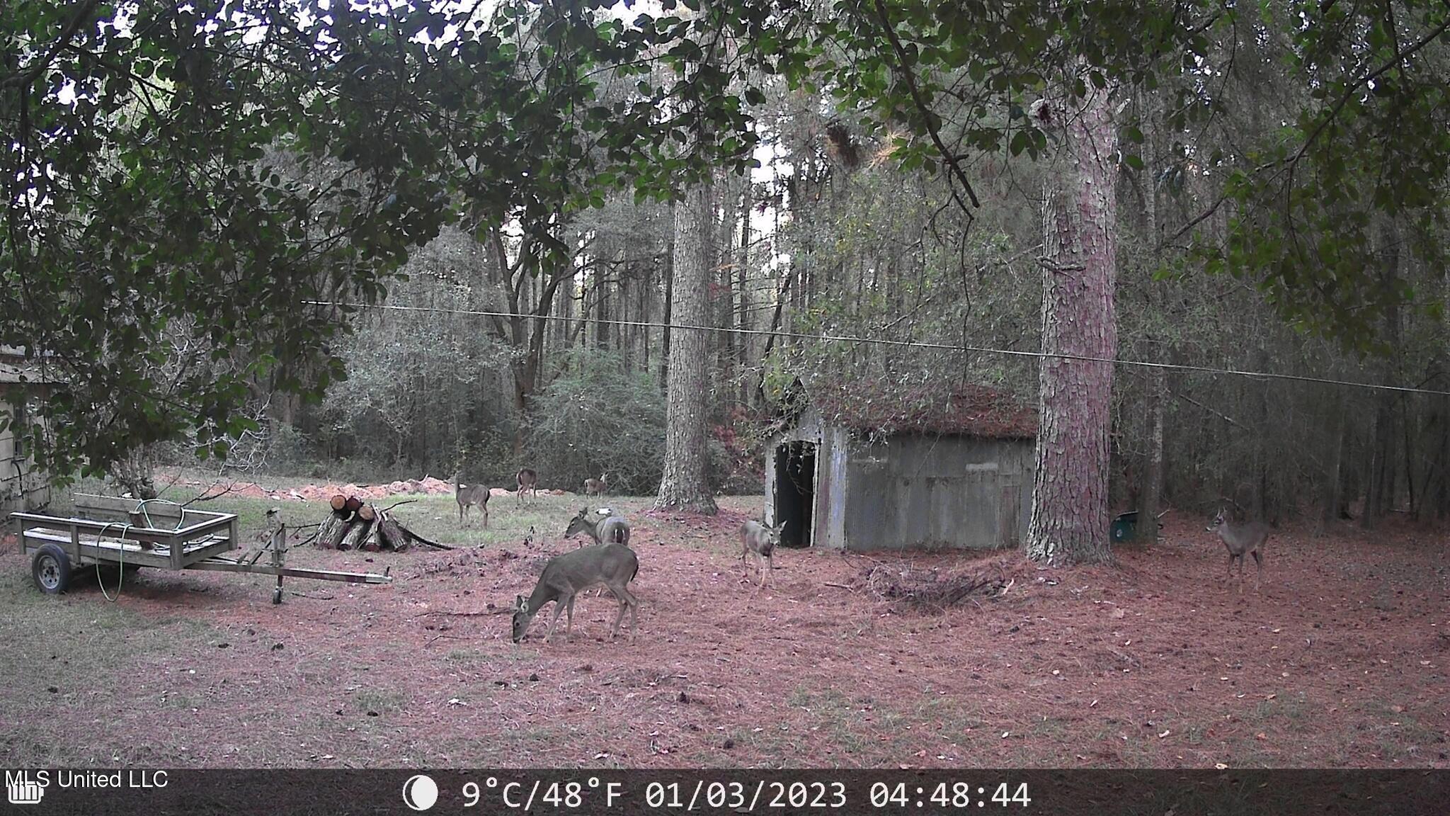 4058 Muddy Springs Road Magnolia, MS 39652 - Photo 8 of 40 Muddy - Deer in back yard