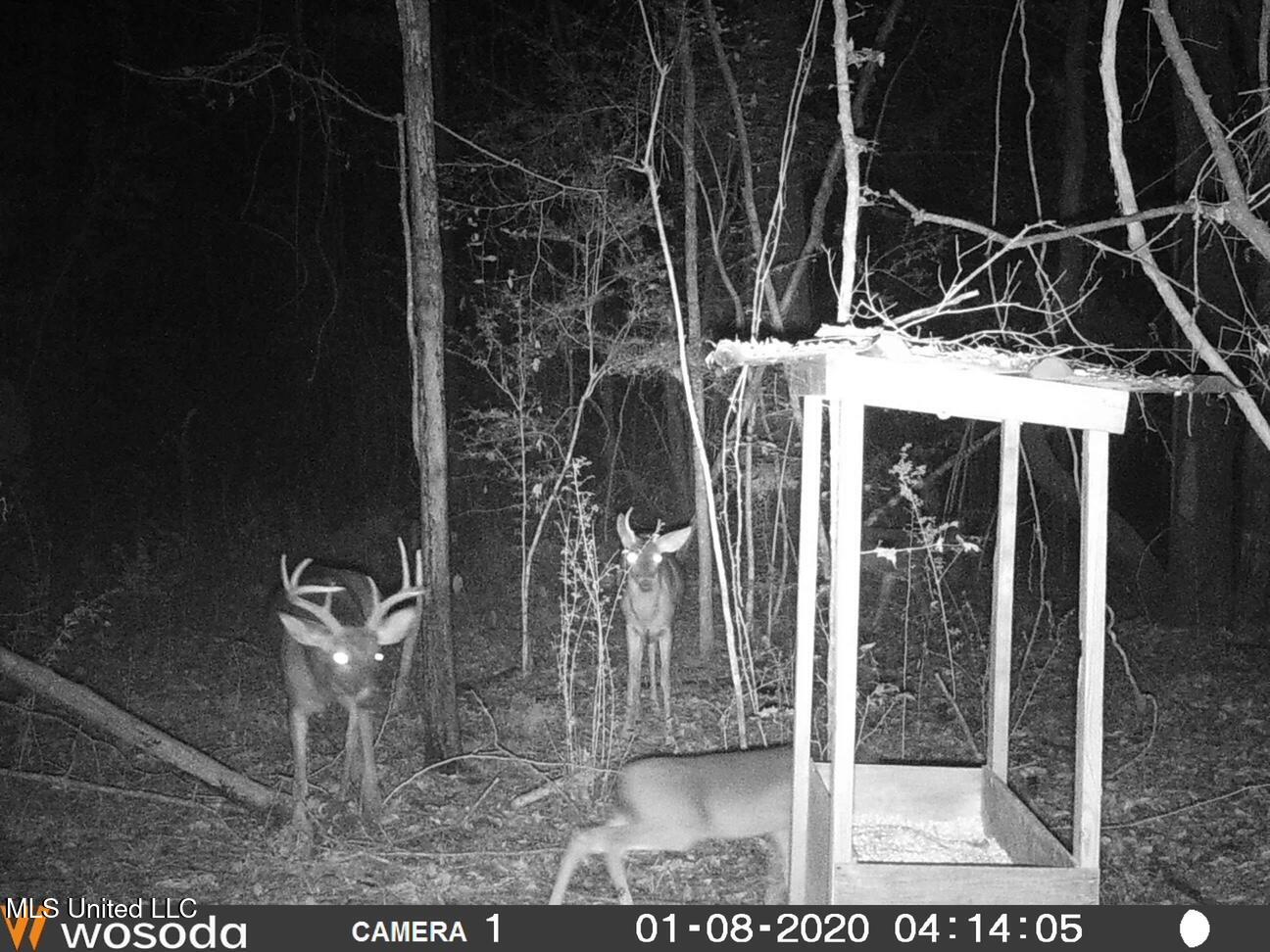 4058 Muddy Springs Road Magnolia, MS 39652 - Photo 10 of 40 Muddy - Deer at feeder