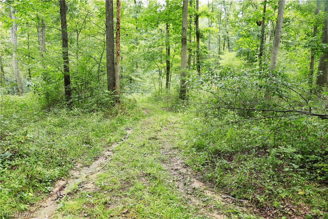 212 Township Road Fresno, OH 43824 - Photo 49 of 50 Wooded lot featuring mature trees and natural ground cover