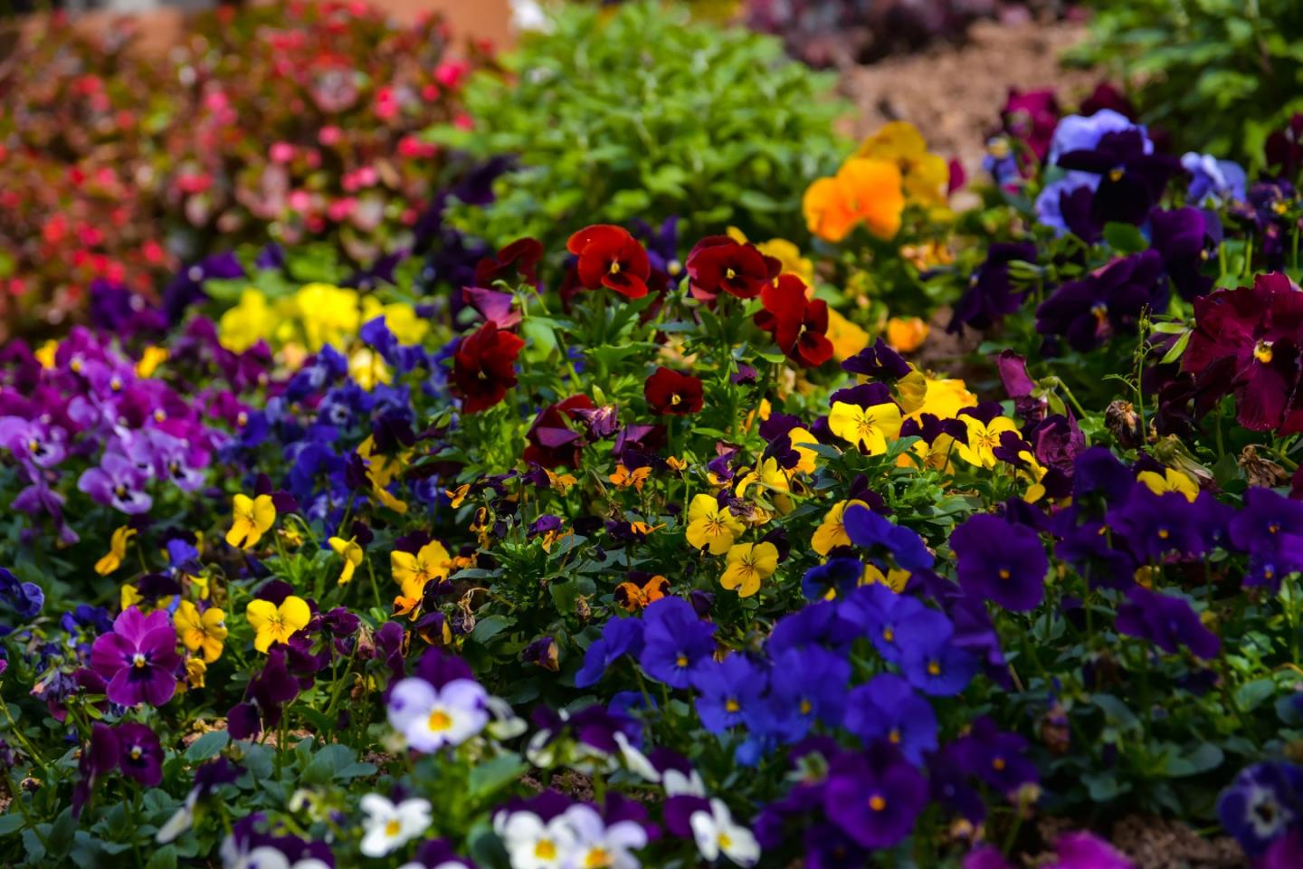 2716 Sequoia Way Belmont, CA 94002 - Photo 40 of 50