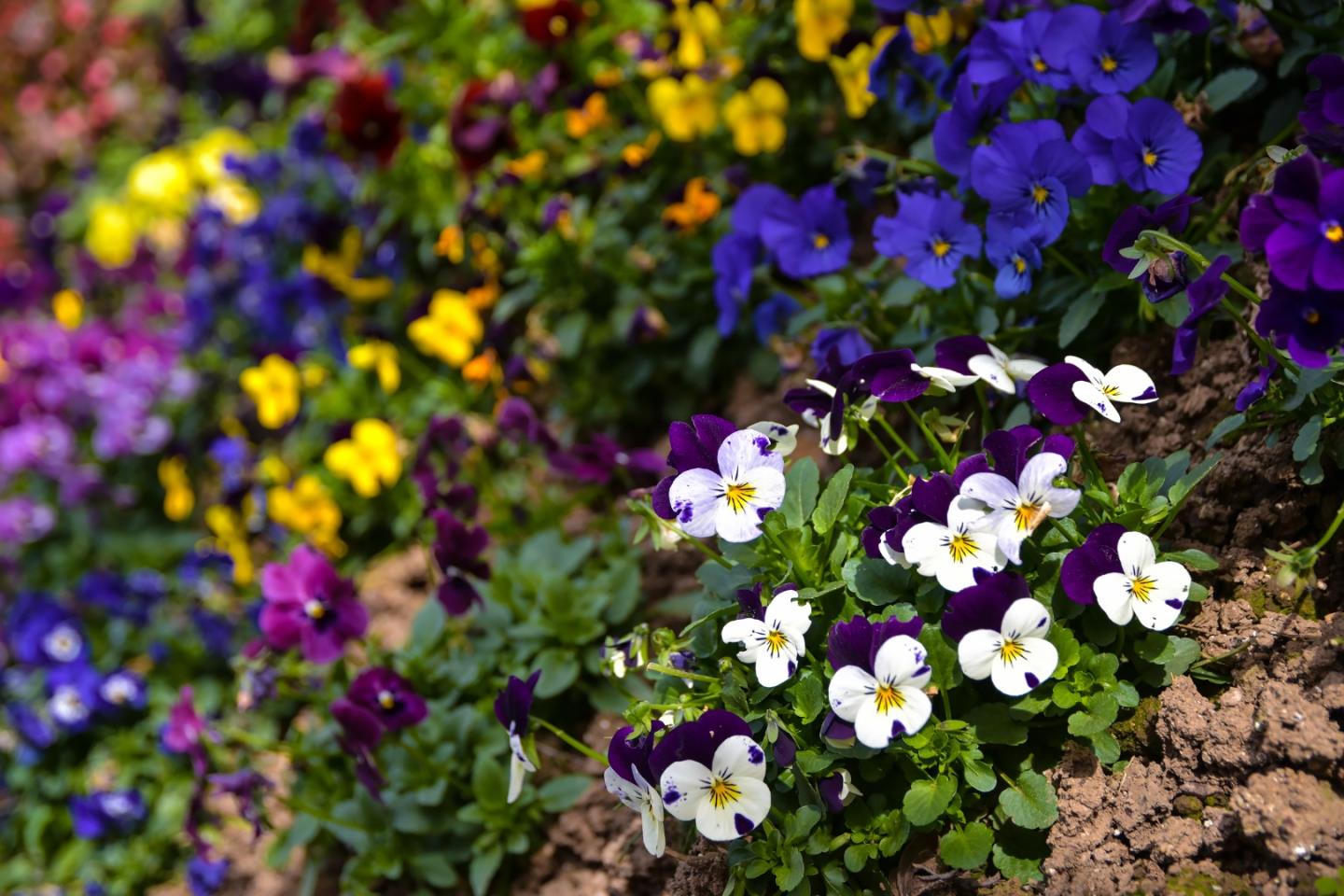 2716 Sequoia Way Belmont, CA 94002 - Photo 41 of 50