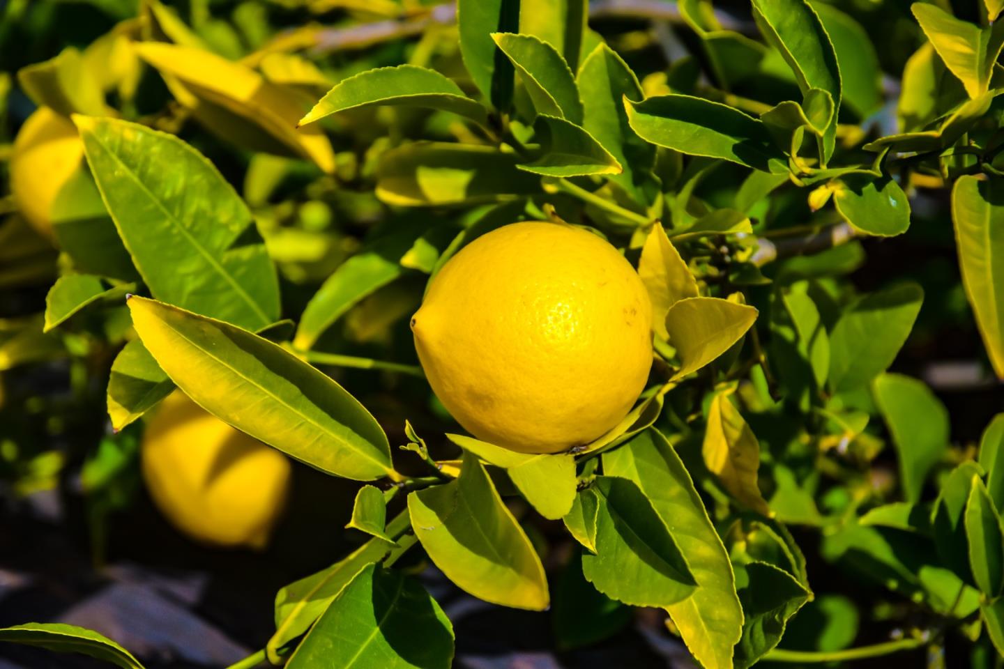 2716 Sequoia Way Belmont, CA 94002 - Photo 43 of 50