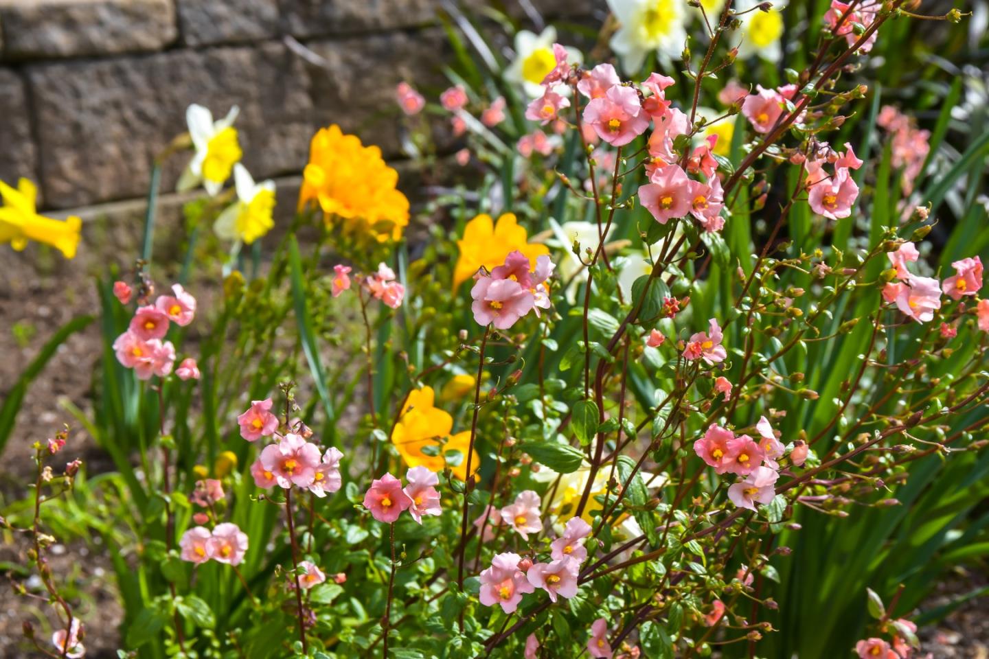 2716 Sequoia Way Belmont, CA 94002 - Photo 45 of 50