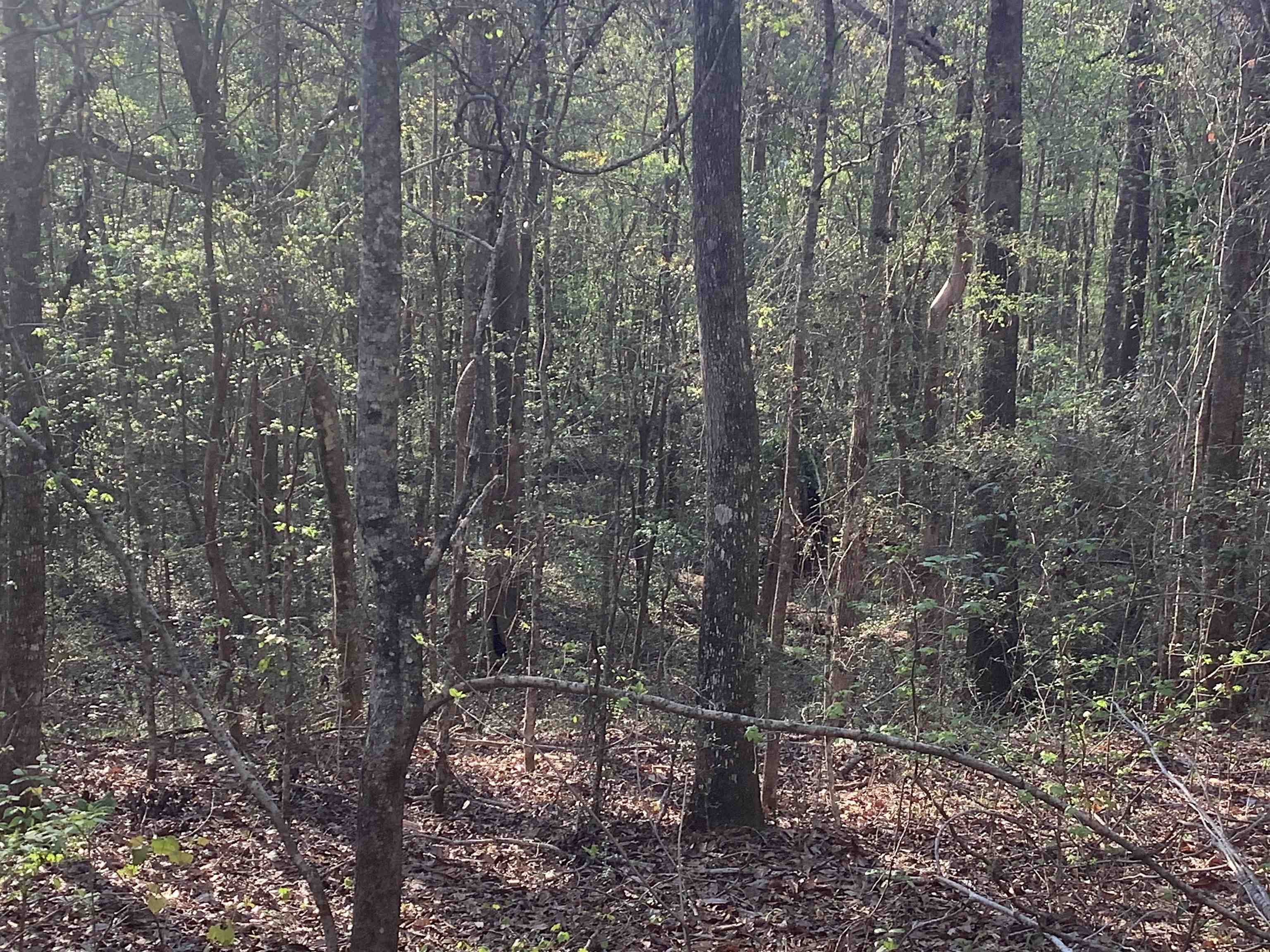 0 Rowell Road Andalusia, AL 36421 - Photo 12 of 17 Gallery Image 12