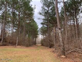 East Anderson Road Enid, MS 38927 - Photo 7 of 16 Large Pines