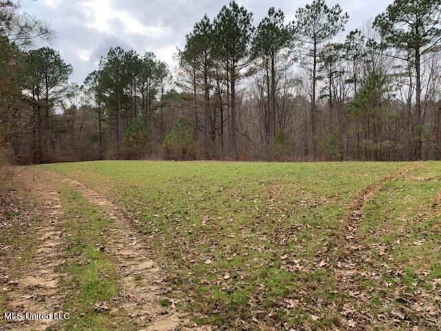 East Anderson Road Enid, MS 38927 - Photo 8 of 16 Food Plot -1