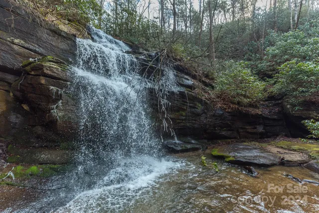 a view of a dry yard with trees