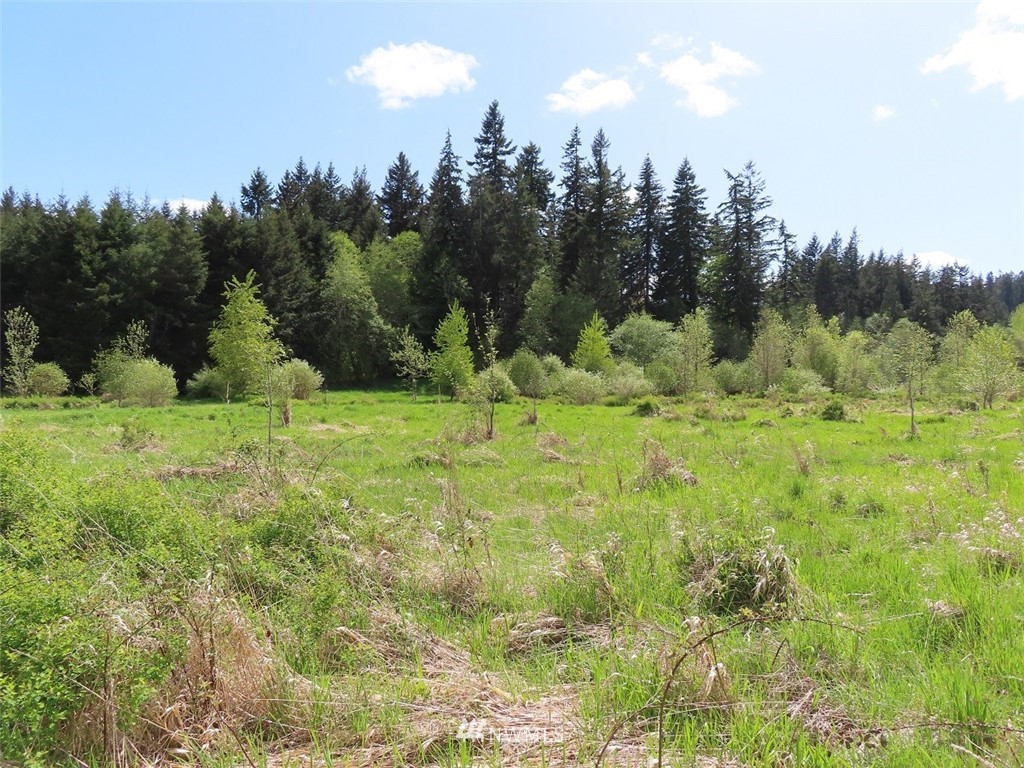 4 State Route 6 Chehalis, WA 98532 - Photo 12 of 38 a yard with trees in the background