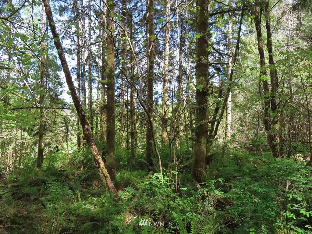 4 State Route 6 Chehalis, WA 98532 - Photo 26 of 38 a view of a forest with trees in front of it