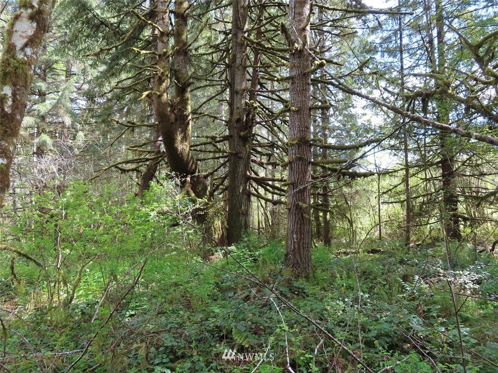 4 State Route 6 Chehalis, WA 98532 - Photo 27 of 38 a view of forest