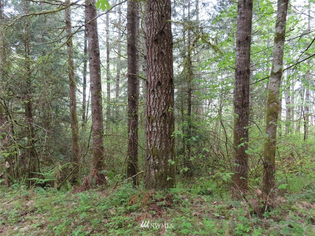 4 State Route 6 Chehalis, WA 98532 - Photo 4 of 38 a view of forest