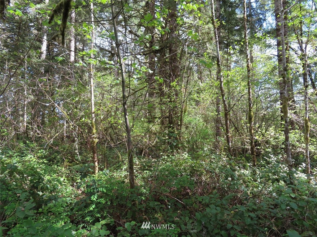 4 State Route 6 Chehalis, WA 98532 - Photo 35 of 38 a view of a yard with a tree