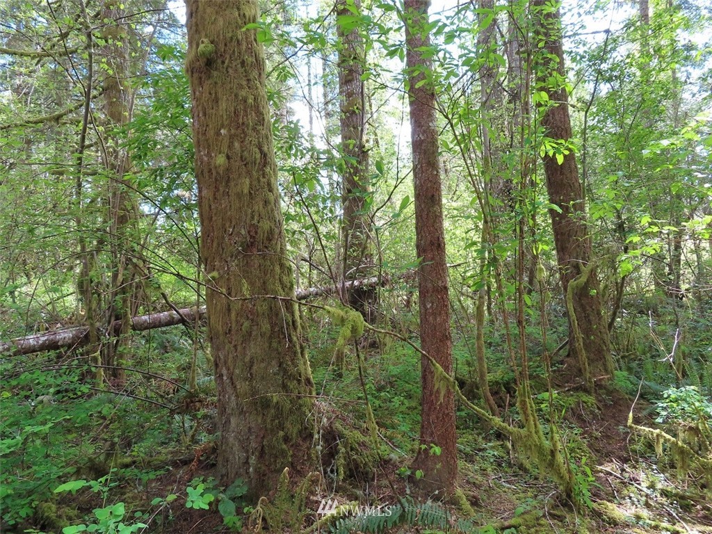 4 State Route 6 Chehalis, WA 98532 - Photo 36 of 38 a view of a forest with trees