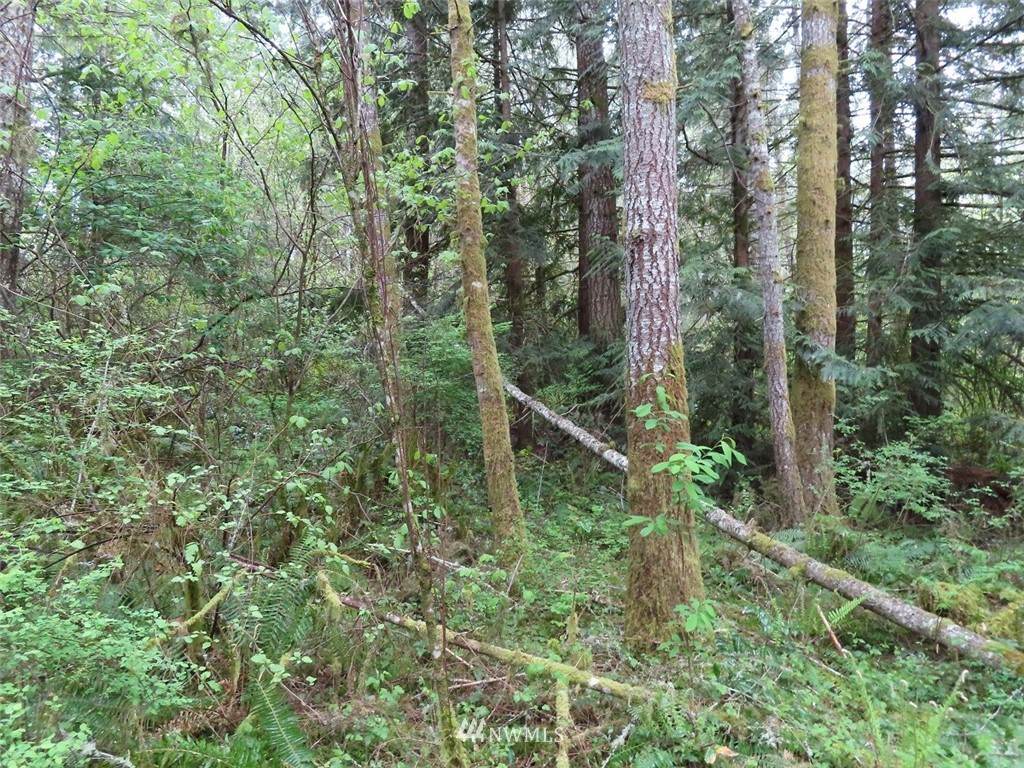 4 State Route 6 Chehalis, WA 98532 - Photo 38 of 38 a view of forest