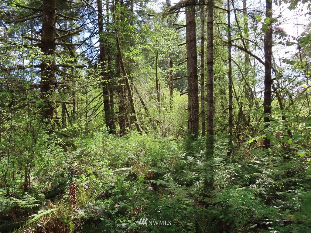 4 State Route 6 Chehalis, WA 98532 - Photo 7 of 38 a map view of a forest