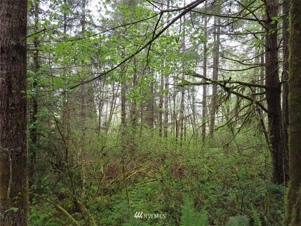 4 State Route 6 Chehalis, WA 98532 - Photo 10 of 38 a yard with lots of green space