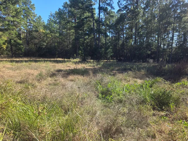 a view of a yard with a tree