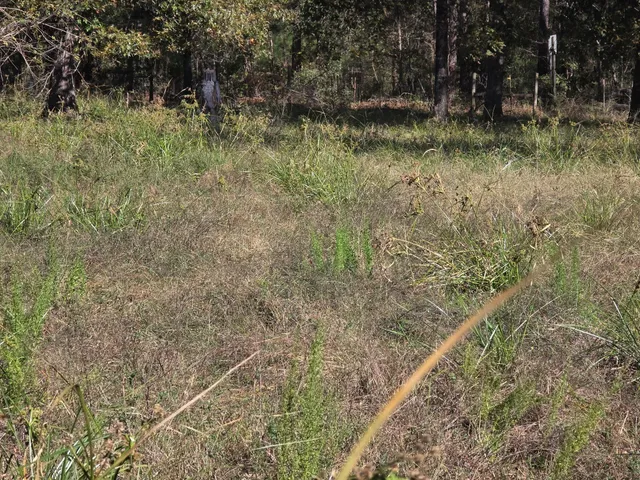 a view of a yard with a tree