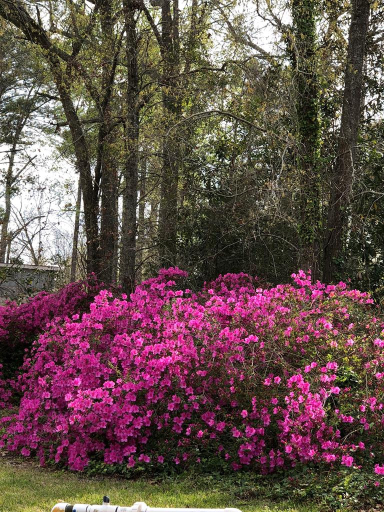 794 Pine Street Bamberg, SC 29003 - Photo 37 of 38