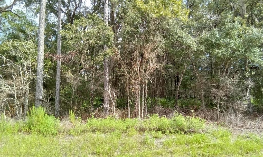 0 Southwest 77th Ave Road Ocala, FL 34473 - Photo 1 of 1 Gallery Image 1