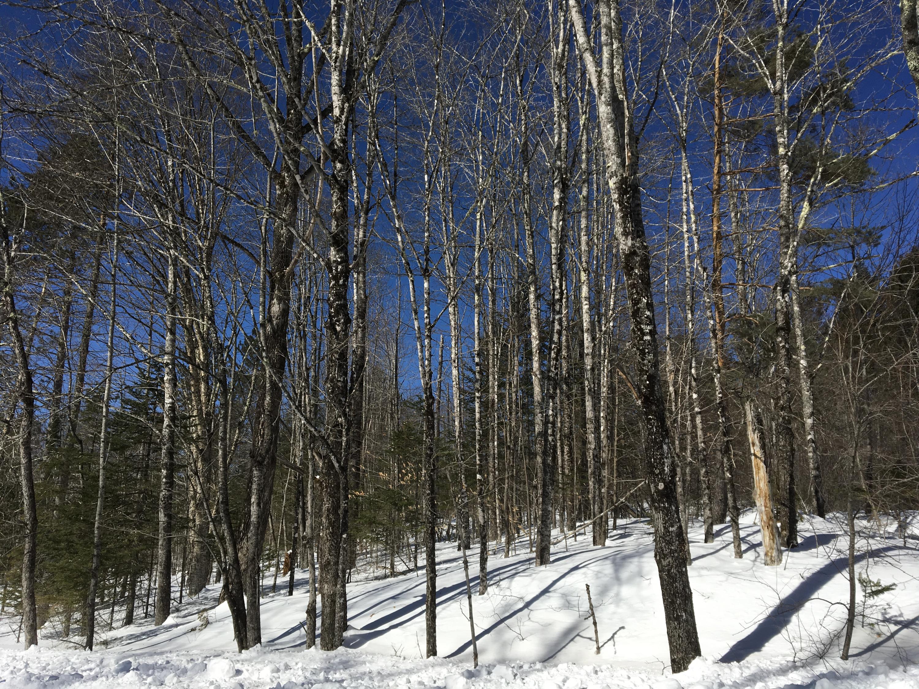 Lot 16 Downs Road Sebec, ME 04481 - Photo 7 of 10 Photo Mar 01, 12 20 21 PM