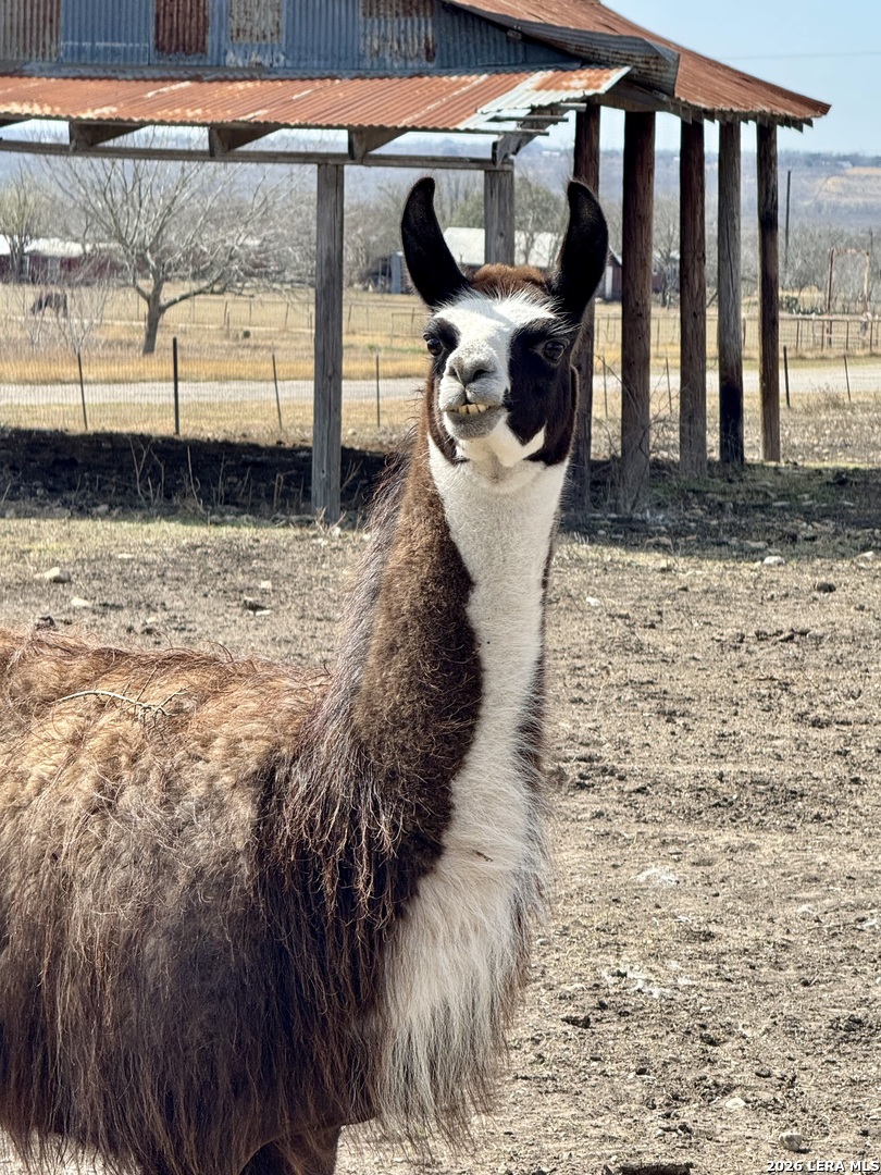 4515 Stapper Road St. Hedwig, TX 78152 - Photo 49 of 60