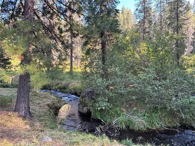 a view of a forest with trees