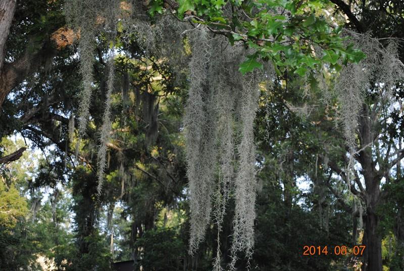 228 Dalton Ranch Road Campti, LA 71411 - Photo 28 of 30 Gallery Image 28