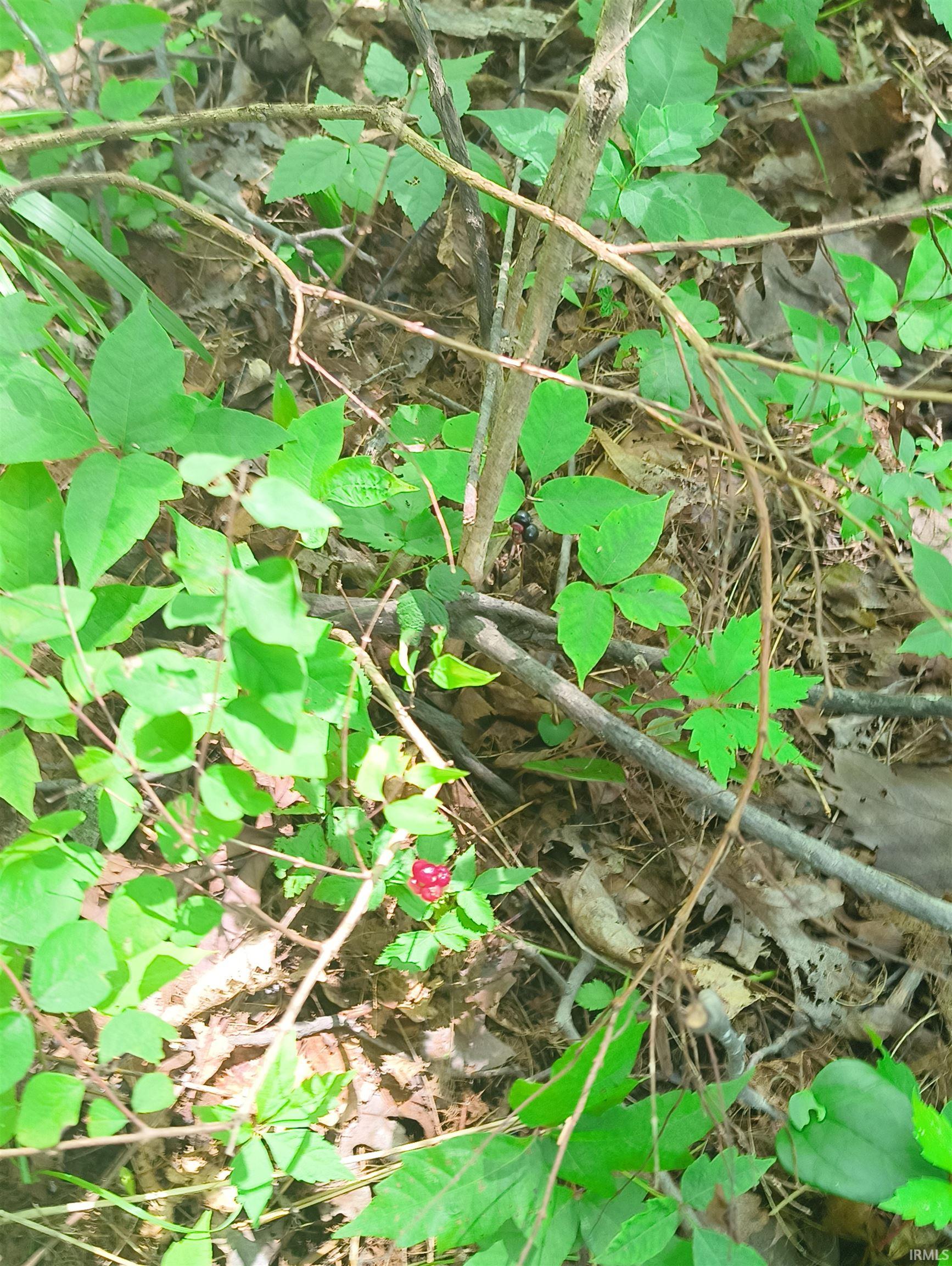 2500 South Coalmine Road Bloomfield, IN 47424 - Photo 11 of 12