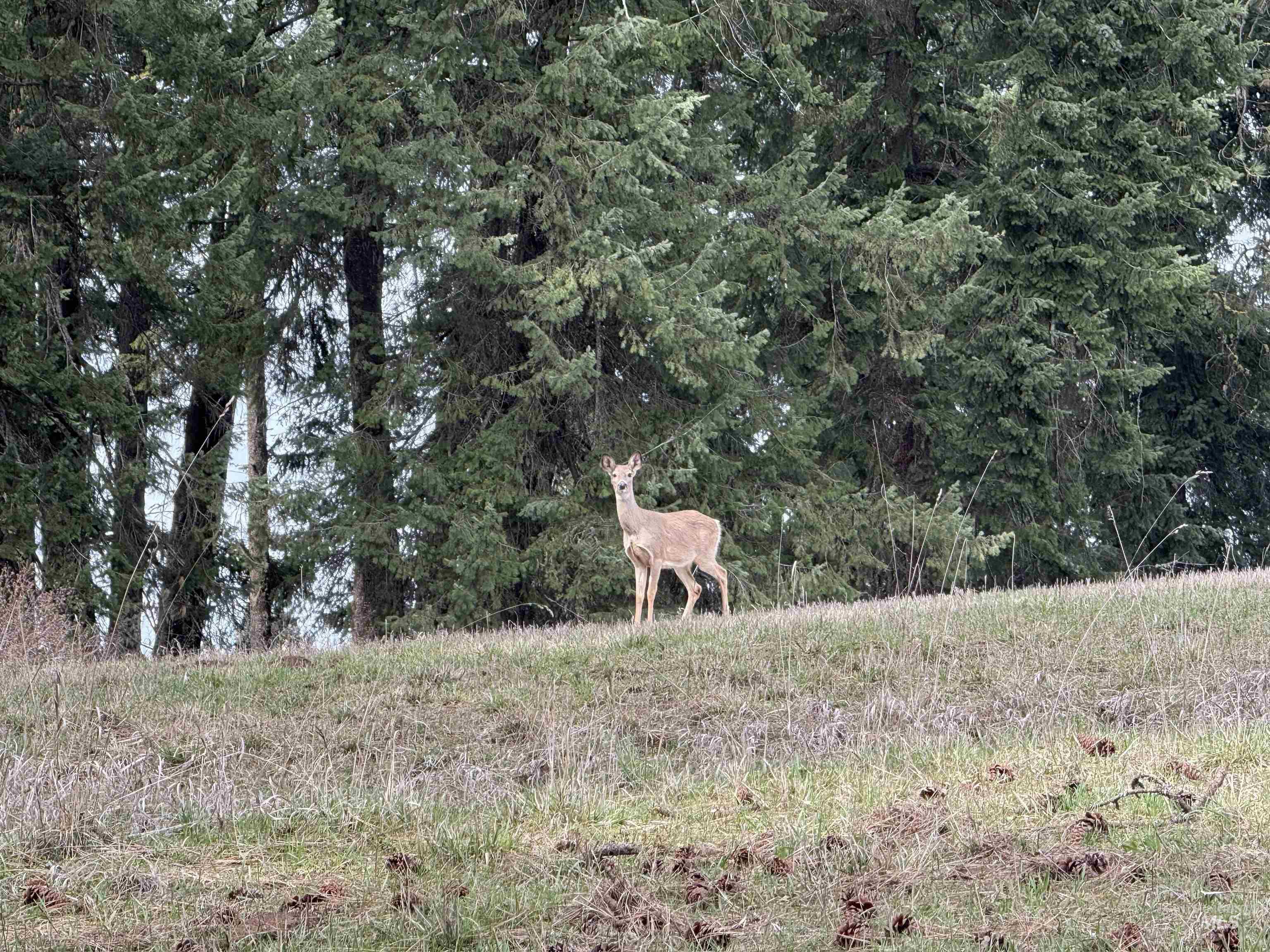 1188 Kidder Ridge Road Kamiah, ID 83536 - Photo 29 of 39 View of nature