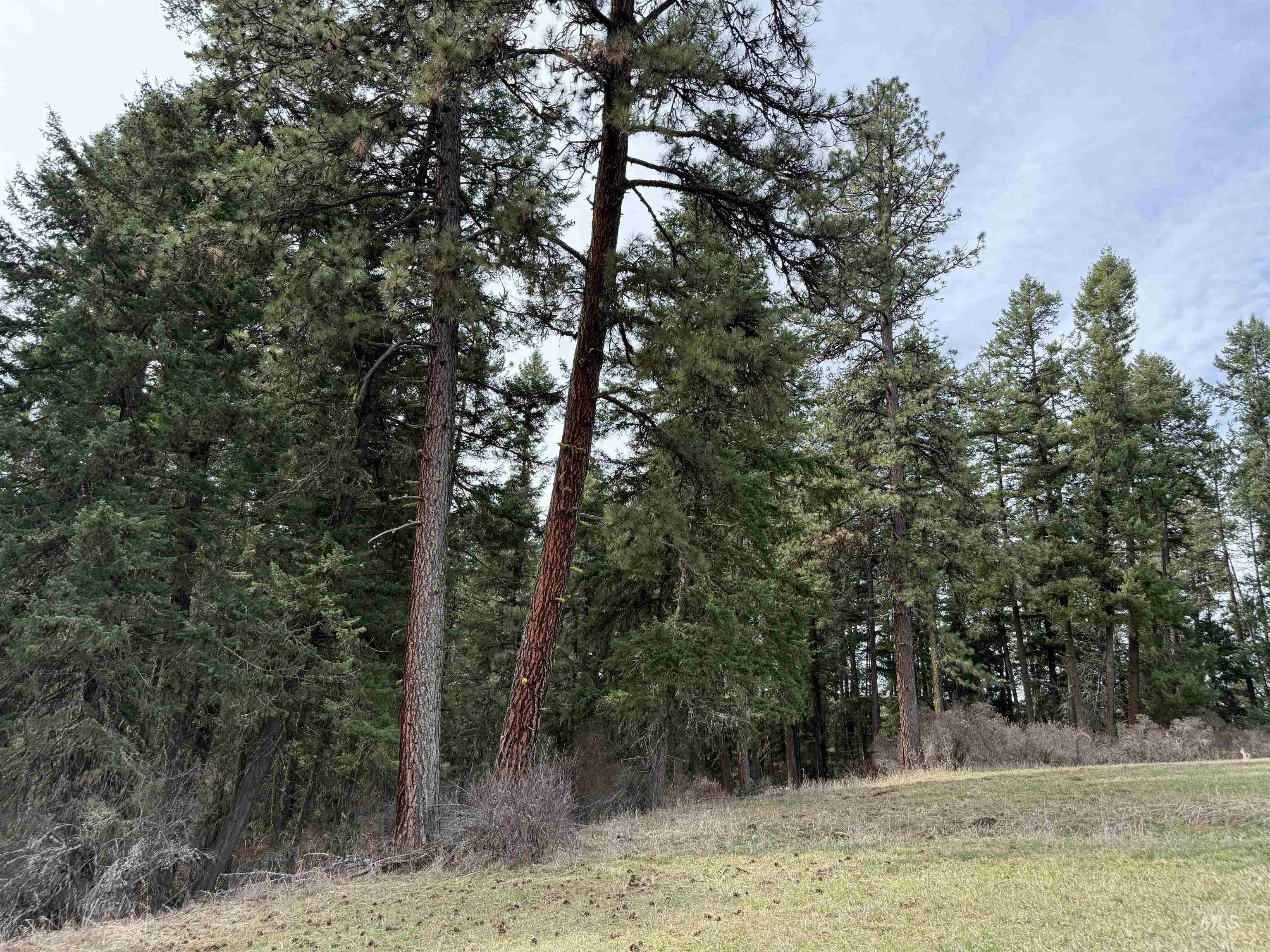 1188 Kidder Ridge Road Kamiah, ID 83536 - Photo 30 of 39 View of local wilderness