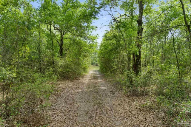 a view of a yard with a tree