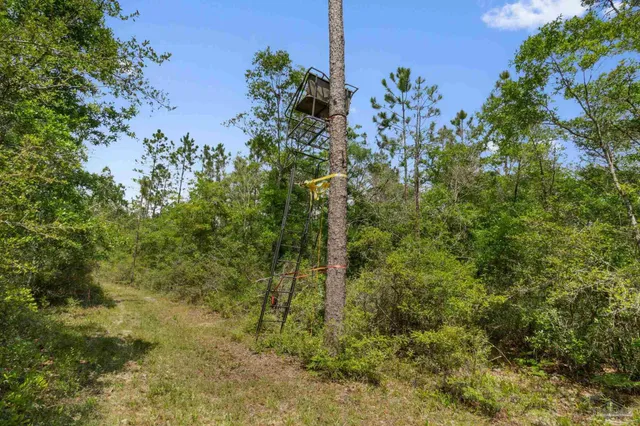 a view of a garden with plants