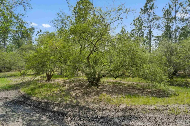 a big yard with lots of green space