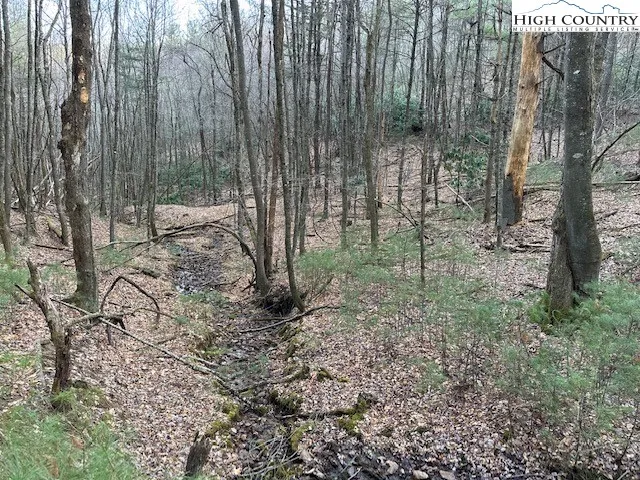 a view of a forest with a tree