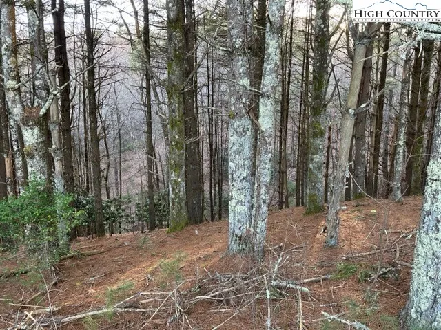a view of a forest with trees
