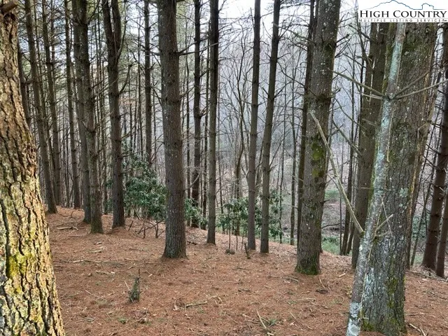 a view of a forest with trees in the background