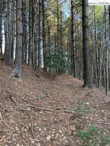 a view of a forest with trees in the background