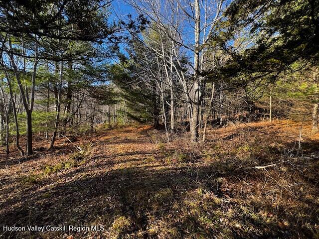 0 Bruce Cross Road Prattsville, NY 12468 - Photo 4 of 13 a view of a yard with plants and large trees