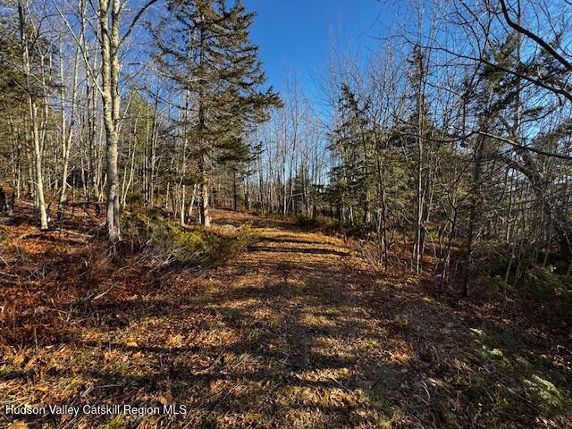 0 Bruce Cross Road Prattsville, NY 12468 - Photo 6 of 13 a view of yard covered with trees