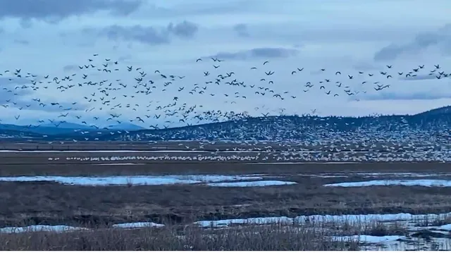 a view of a golf course with a lake
