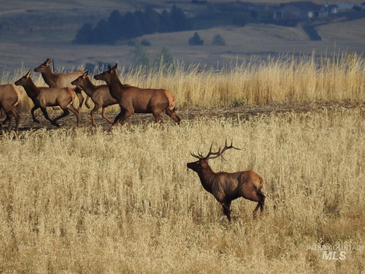 105 Scotlyn Rnch Road Kamiah, ID 83536 - Photo 11 of 27