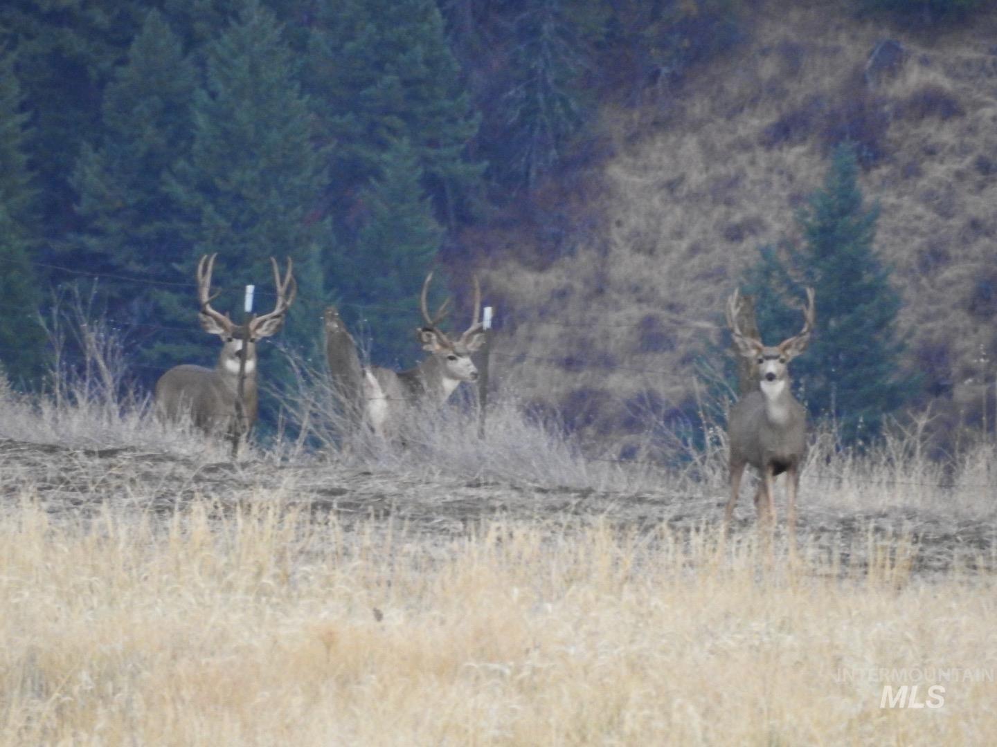 105 Scotlyn Rnch Road Kamiah, ID 83536 - Photo 13 of 27