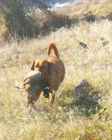 $3,995,000 | 105 Scotlyn Rnch Road, Kamiah, ID 83536