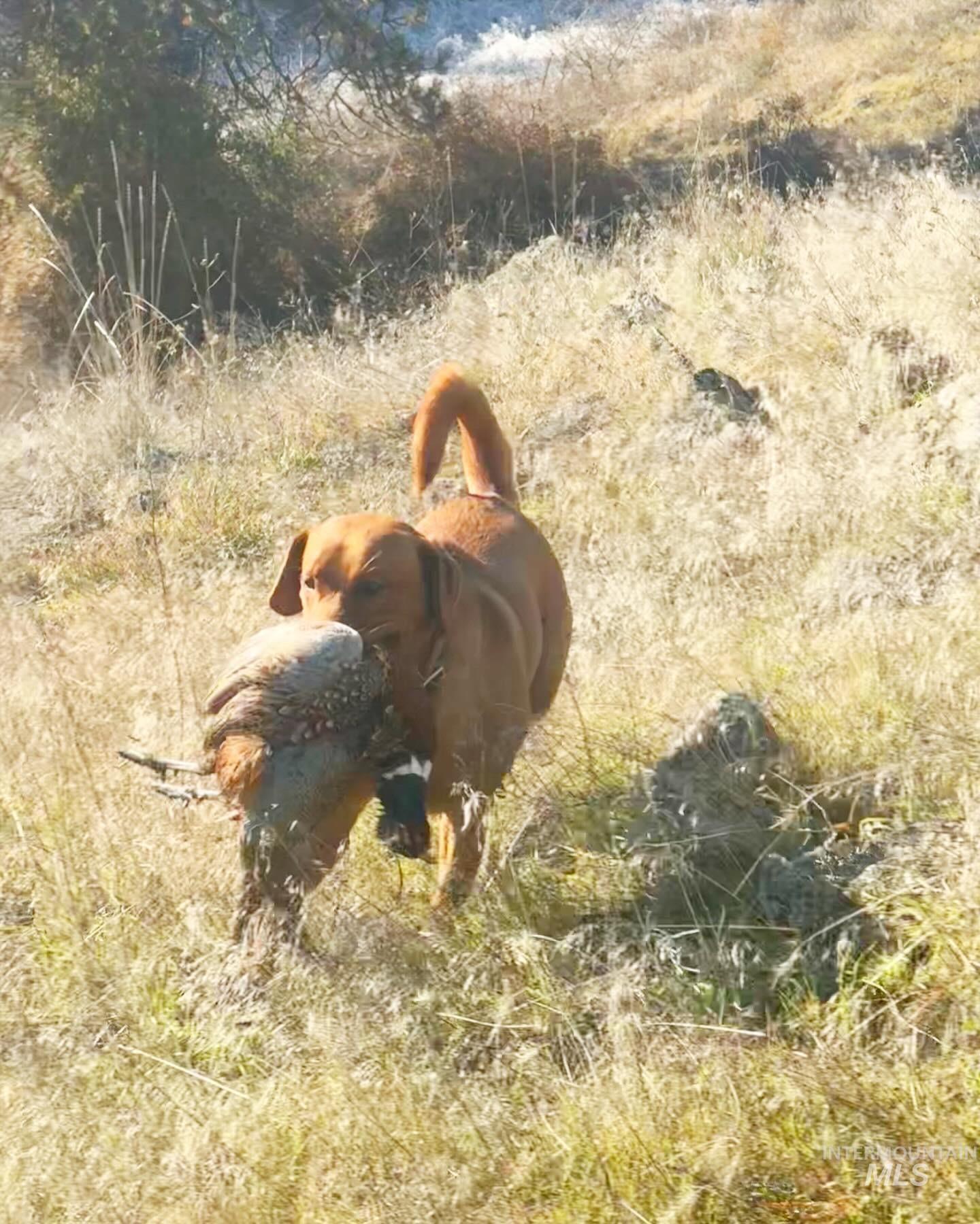 105 Scotlyn Rnch Road Kamiah, ID 83536 - Photo 15 of 27