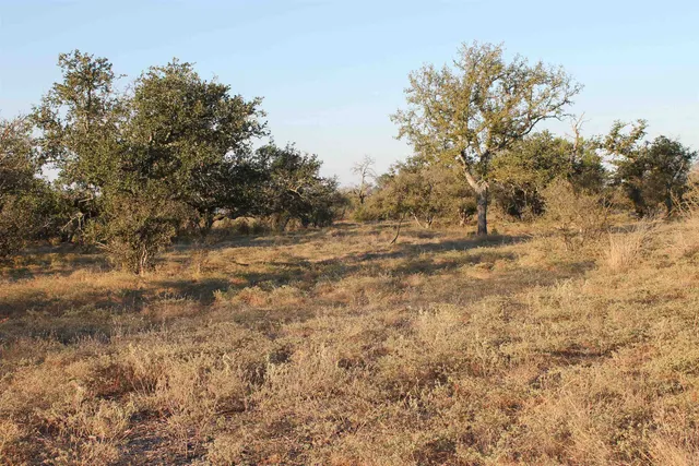 a view of a dry yard with trees