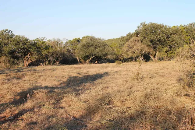a view of a dry yard with trees