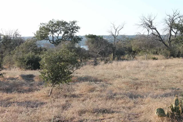 a view of a dry yard