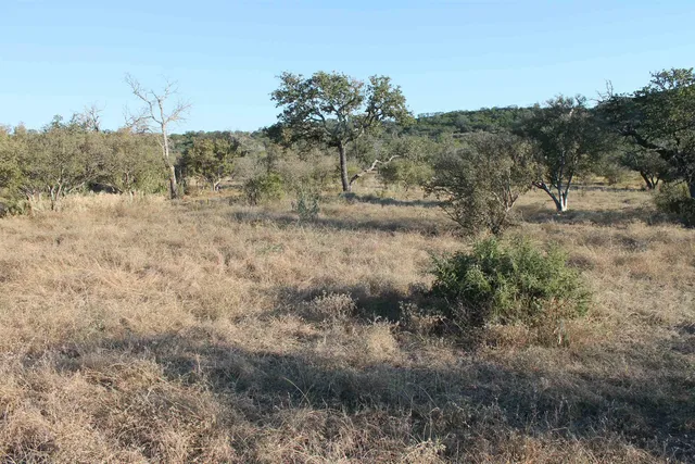 a view of a yard with trees
