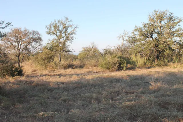 a view of a big yard with plants and a forest